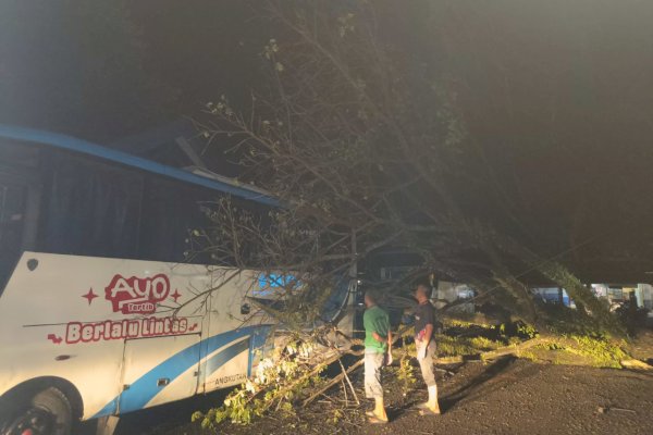 Pohon Tumbang Menimpa Bus Damri di Sinjai