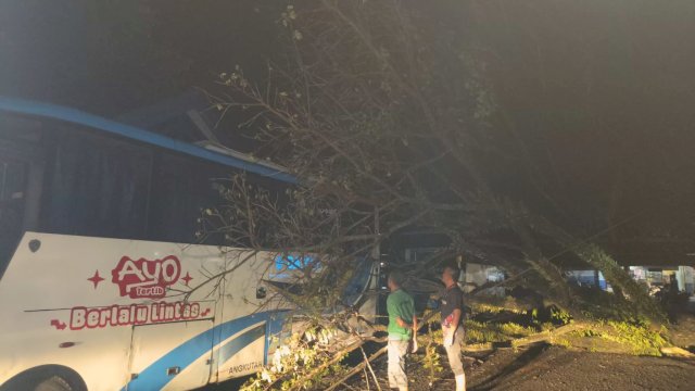 Pohon Tumbang Menimpa Bus Damri di Sinjai.