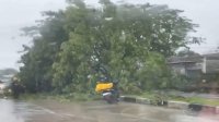 Jalan Poros Makassar-Barru di Awarange Macet 2 Km, Ada Pohon Tumbang