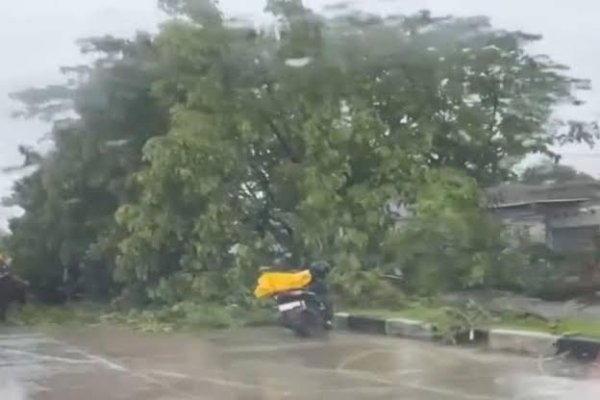 Jalan Poros Makassar-Barru di Awarange Macet 2 Km, Ada Pohon Tumbang