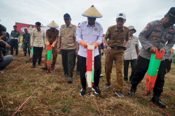 Penanaman Jagung Serentak 1 Juta Hektar Di Desa Bolli Kecamatan Cina