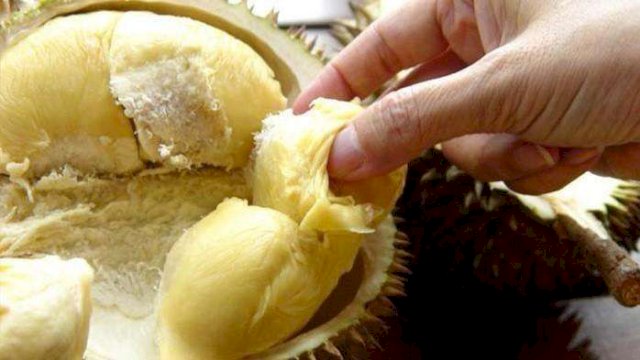 Ilustrasi Durian.(F-INT)