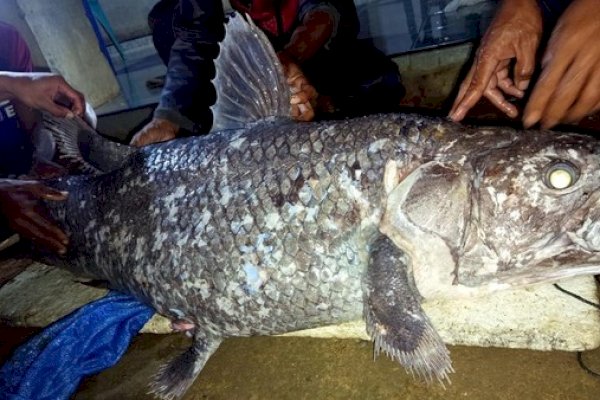 Heboh Nelayan Gorontalo Utara Tangkap Ikan Purba Coelacanth, Spesies Lebih Tua dari Dinosaurus-Peneliti AS Akan Datang