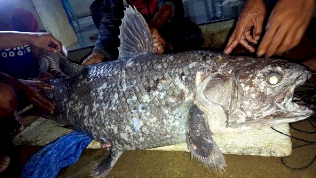 Nelayan di Gorontalo Utara Temukan Ikan Purba Coelacanth.(F-INT)