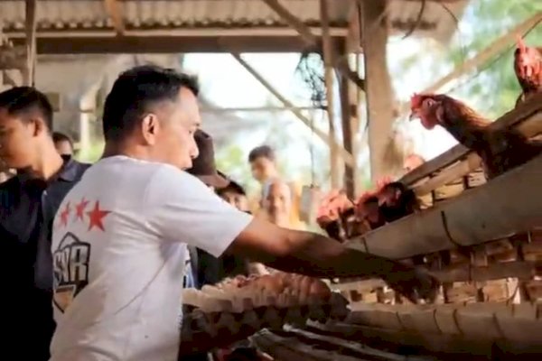 Syaharuddin Alrif Kunjungi Peternakan Ayam di Sidrap, Dorong Pertumbuhan Sektor Peternakan