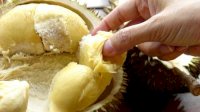 Jangan Lupa Hadir, Kota Palopo Jadi Tuan Rumah Festival dan Kontes Durian Sulselbar