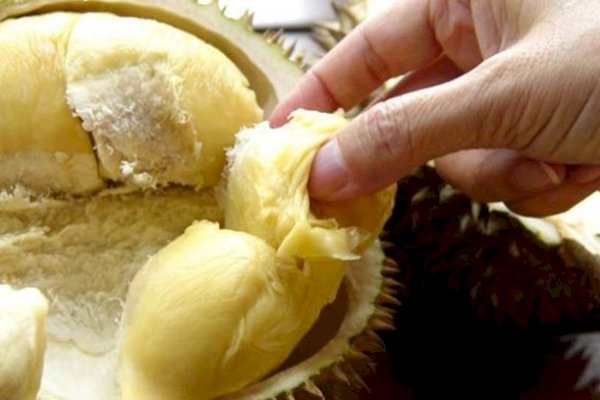 Jangan Lupa Hadir, Kota Palopo Jadi Tuan Rumah Festival dan Kontes Durian Sulselbar