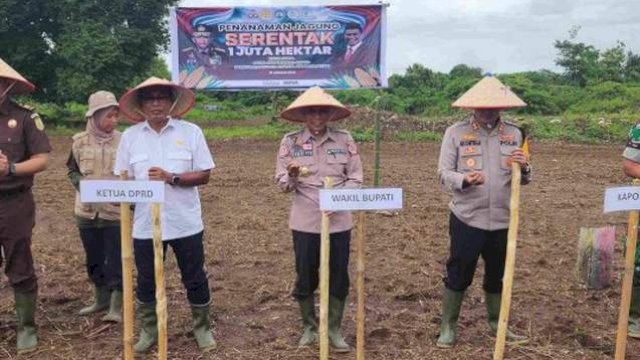 Ketua DPRD Pangkep Haris Gani Dukung Penanaman Jagung untuk Swasembada Pangan