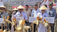 Panen Raya Jagung Bersama PT Syngenta Indonesia, Sambut Kedatangan Bupati dan Wabup Sidrap