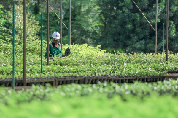 Komitmen Keberlanjutan, PT Vale Indonesia Raih Penghargaan Asia Sustainability Reporting Awards ke-10