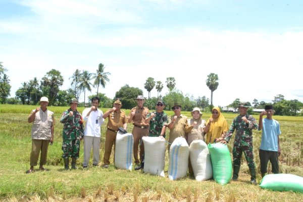 Dandim 1421 Pangkep Turun Langsung Pantau Panen Padi di Labakkang, Pastikan Harga Gabah Sesuai Aturan