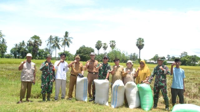 Dandim 1421 Pangkep Turun Langsung Pantau Panen Padi di Labakkang.