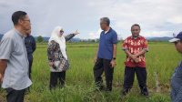 Wabup Lutim Puspa Tinjau Lahan Sawah yang Terserang Hama Tikus di Mahalona