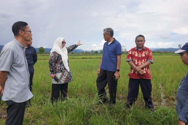 Wabup Lutim Puspa Tinjau Lahan Sawah yang Terserang Hama Tikus di Mahalona