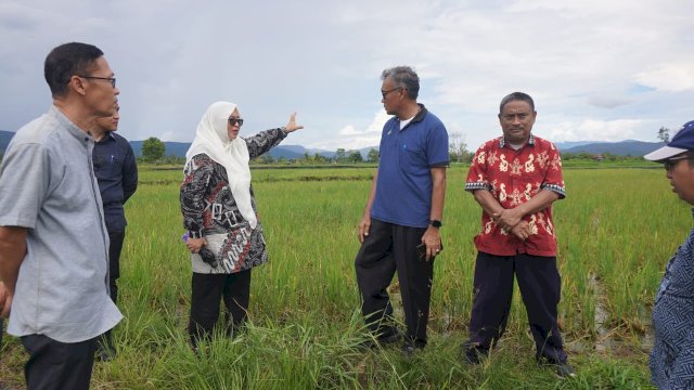 Wabup Lutim Puspa Tinjau Lahan Sawah yang Terserang Hama Tikus di Mahalona.