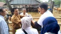 Jelang Idul Fitri 1446 H, Pemkab Wajo Lakukan Vaksinasi Hewan Ternak-Pastikan Tak Ada PMK