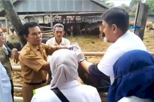 Jelang Idul Fitri 1446 H, Pemkab Wajo Lakukan Vaksinasi Hewan Ternak-Pastikan Tak Ada PMK