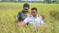 Syaharuddin Alrif Dorong Petani Sidrap Gunakan Pupuk Organik