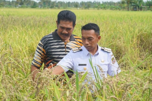 Syaharuddin Alrif Dorong Petani Sidrap Gunakan Pupuk Organik