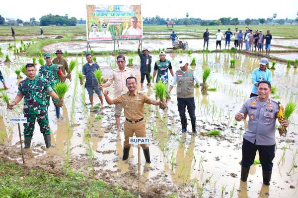 Bupati Bone Andi Asman Tanam Perdana Padi Seluas 130 Hektar di Awangpone