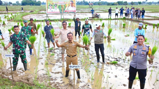 Bupati Bone Andi Asman Tanam Perdana Padi Seluas 130 Hektar di Awangpone.