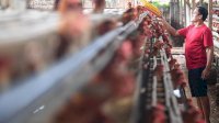 Harga Ayam Terjun Bebas, Kerugian Peternak Ditaksir Rp 86,4 Miliar per Pekan