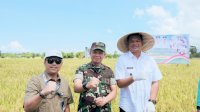 Panen Raya Padi Serentak, Bantaeng Nyaris Capai Target GKP