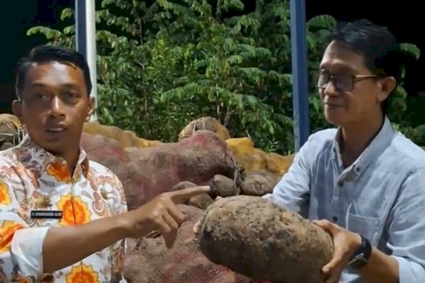 Digagas Bupati Syaharuddin Alrif, Porang Sidrap Tembus Pasar Ekspor
