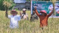 Bupati dan Wabup Selayar Panen Raya Padi Serentak di Desa Mare-Mare