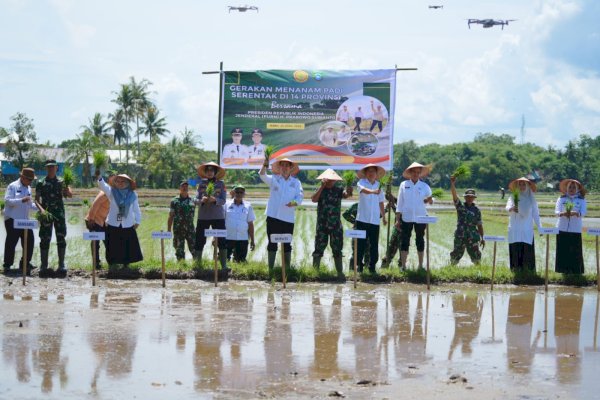 Musim Tanam Kedua di Pangkep Dimulai, Target Lahan 14 Ribu Hektar