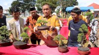 Bupati Irwan Tutup Pameran Bonsai Jilid II, Kagumi Pesona Bonsai Endemik Lutim