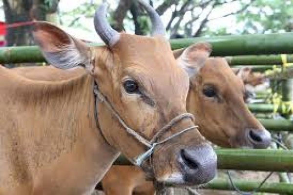 Cegah Penularan PMK, Ribuan Hewan Ternak di Maros Divaksin