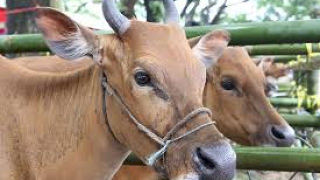 Ilustarsi Sapi.(F-IST)