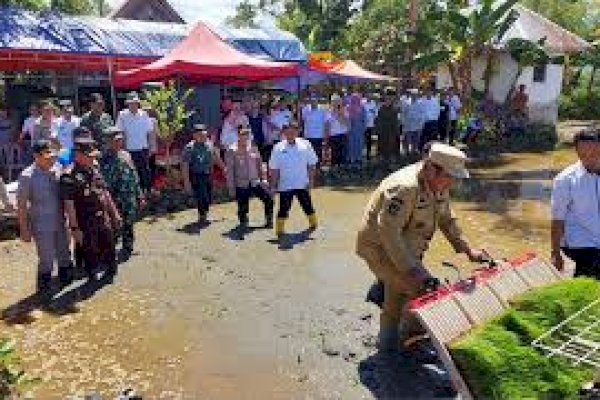 Dukung Ketahanan Pangan Nasional, Bupati Maros Chaidir Syam Ikut Penanaman Padi Serentak