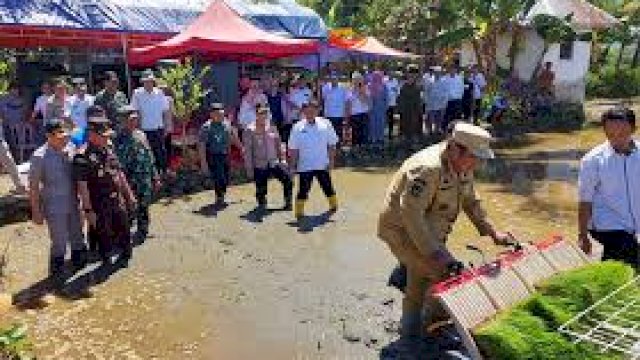 Bupati Maros Chaidir Syam Ikut Penanaman Padi Serentak.
