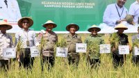 Panen Raya Padi di Wanasari, Bupati Irwan : Bukti Kolaborasi untuk Ketahanan Pangan