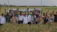 Dukung Swasembada Pangan, Bupati Bareng Fokopimda Sidrap Panen Raya Padi di Panca Lautang