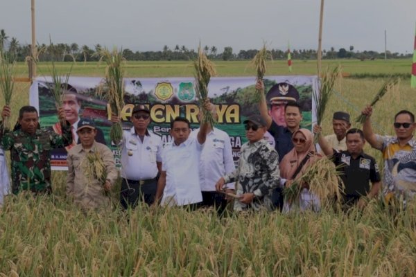 Dukung Swasembada Pangan, Bupati Bareng Fokopimda Sidrap Panen Raya Padi di Panca Lautang