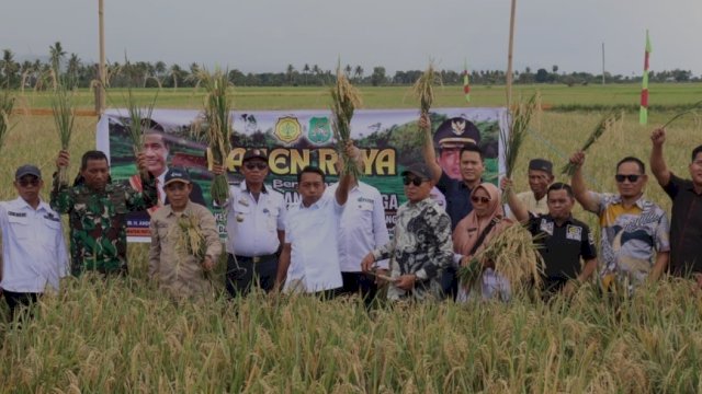 Bupati Sidrap, Syaharuddin Alrif, memimpin kegiatan panen raya padi di Kelurahan Lajonga, Kecamatan Panca Lautang.