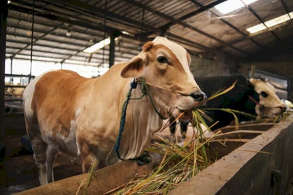 Pemkab Maros Pastikan Hewan Kurban Sehat dan Cukup Jelang Hari Raya Idul Adha 1446 H
