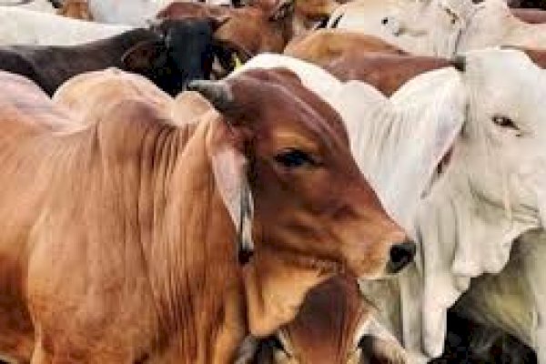 Jelang Hari Raya Idul Adha, Pemkab Enrekang Jamin Ketersediaan Pasokan Hewan Kurban