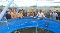 Bupati-Wabup Jeneponto Kompak Panen Raya Padi dan Ikan Air Tawar di Desa Bontotiro Rumbia