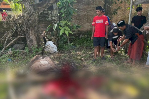 Idul Adha 2025, NasDem Sulsel Kurban 130 Ekor Sapi, Tersebar di 24 Kabupaten-Kota