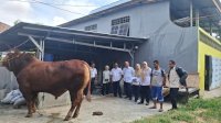 Presiden Prabowo Serahkan Sapi Semental 1 Ton untuk Warga Sidrap, Harganya Capai Rp117 Juta