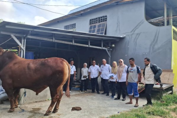 Presiden Prabowo Serahkan Sapi Semental 1 Ton untuk Warga Sidrap, Harganya Capai Rp117 Juta