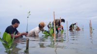 Jaga Masa Depan Pesisir, LAZ Hadji Kalla Dukung Penanaman 2.000 Mangrove di Majene