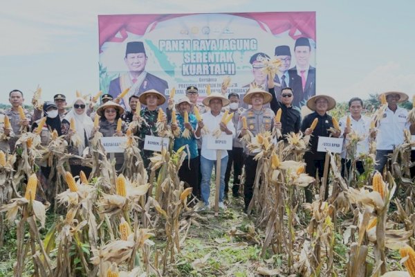 Fokopimda Sidrap Ikut Panen Raya Jagung Serentak Kuartal II Dipimpin Presiden Prabowo