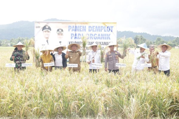 Bupati dan Wabup Lutim Panen Demplot Padi Organik di Karambua