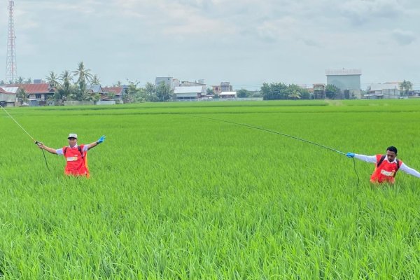 Cegah Hama Serang Padi, Bupati Sidrap Pimpin Penyemprotan Massal