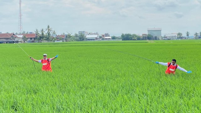 Bupati Sidrap, Syaharuddin Alrif, memimpin langsung penyemprotan massal pengendalian organisme pengganggu tanaman (OPT) di Kelurahan Empagae, Kecamatan Watang Sidenreng.
